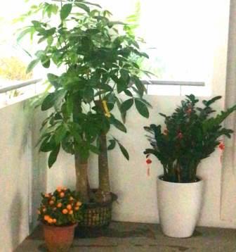 Plants - Feng Shui Master Singapore